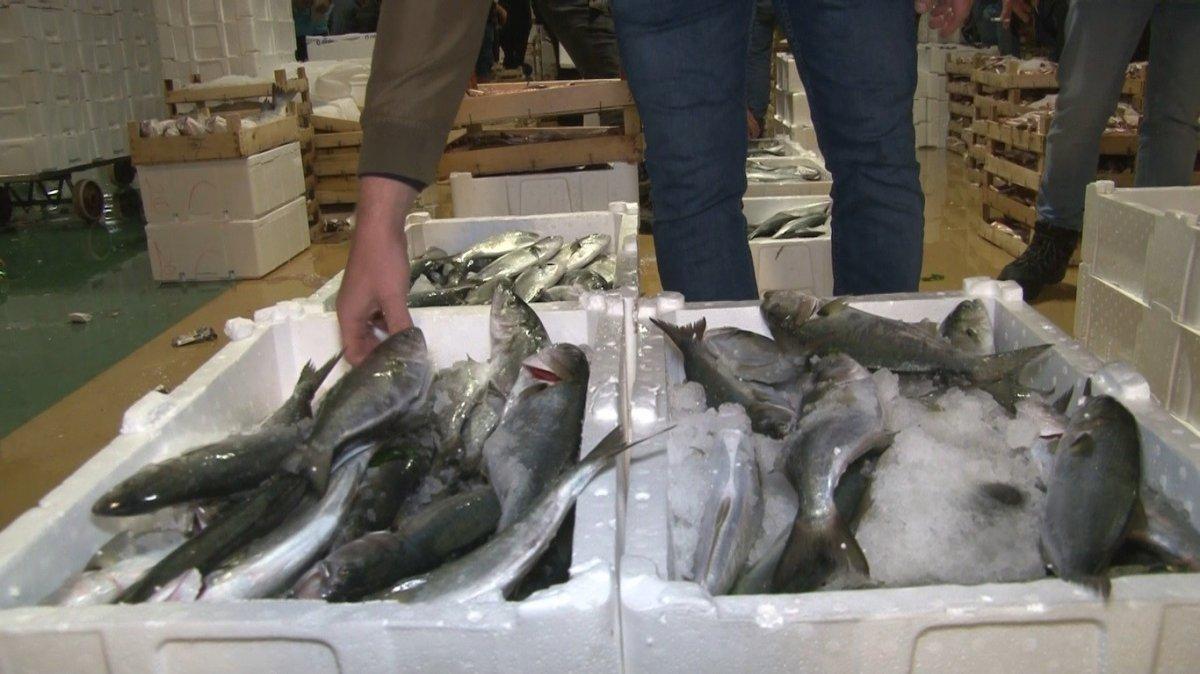 Lüfer bolluğu yaşandı