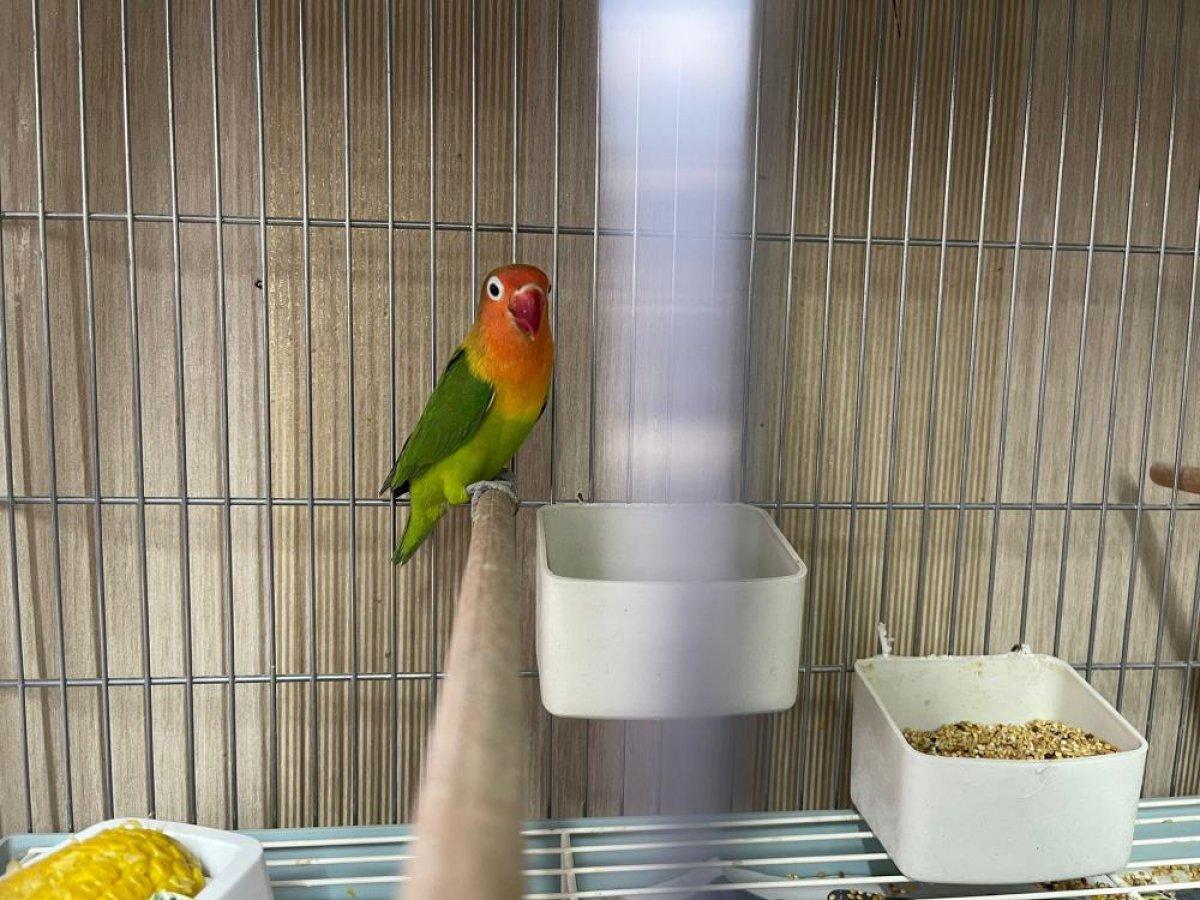 Güngören'de canlı hayvan kaçakçılarına baskın: 45 papağan kurtarıldı