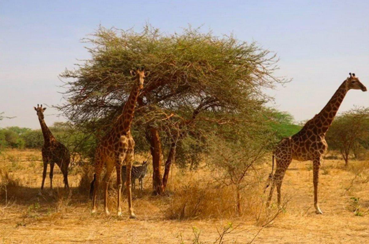 Senegal'de açık alandaki aslanları yakından görebilmek için kafese giriyorlar