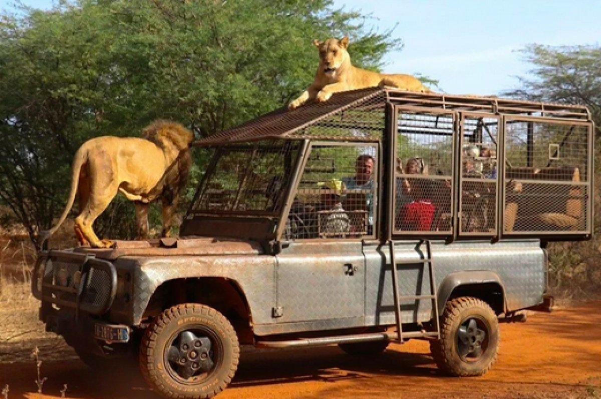 Senegal'de açık alandaki aslanları yakından görebilmek için kafese giriyorlar