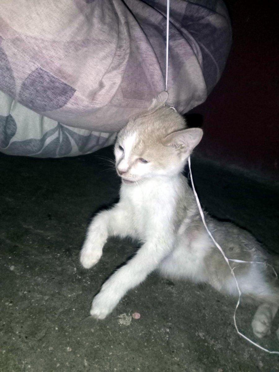 Tekirdağ’da, kedinin boğazına ip bağlayıp salıncağa astılar