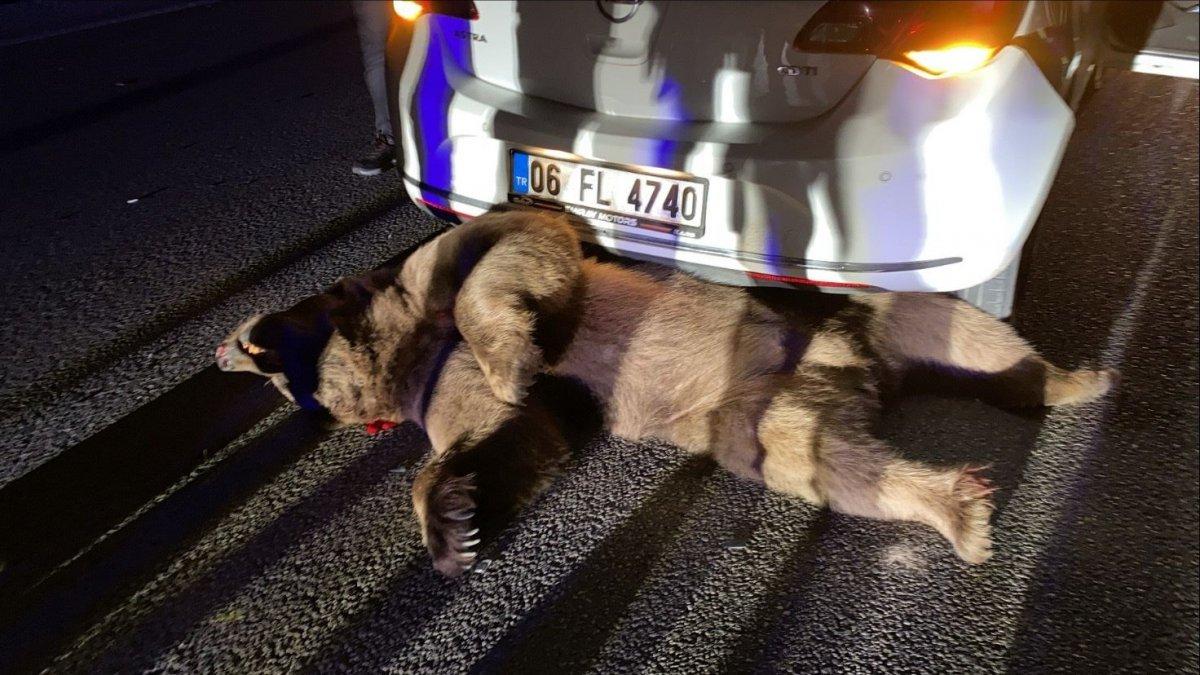 Bursa'da otomobilin çarptığı ayı telef oldu