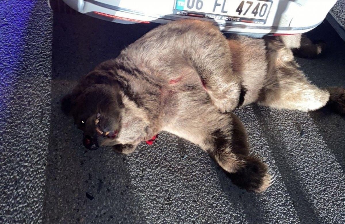 Bursa'da otomobilin çarptığı ayı telef oldu