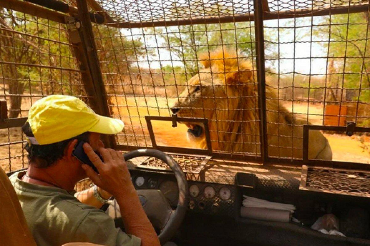 Senegal'de açık alandaki aslanları yakından görebilmek için kafese giriyorlar
