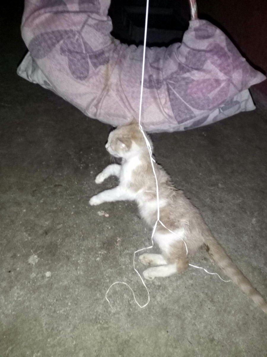 Tekirdağ’da, kedinin boğazına ip bağlayıp salıncağa astılar