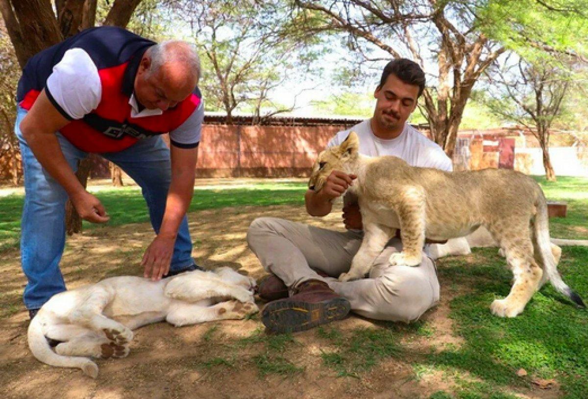 Senegal'de açık alandaki aslanları yakından görebilmek için kafese giriyorlar