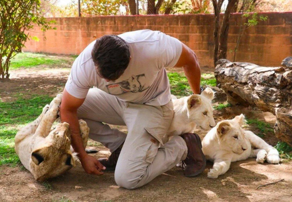 Senegal'de açık alandaki aslanları yakından görebilmek için kafese giriyorlar