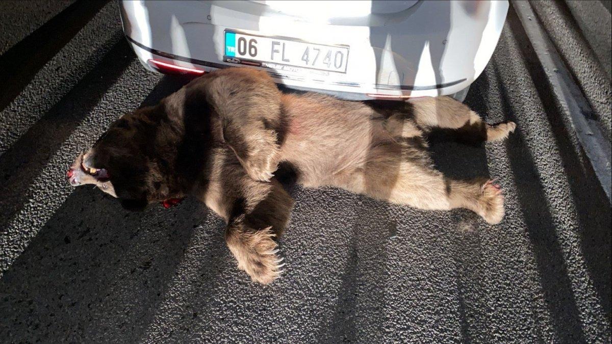 Bursa'da otomobilin çarptığı ayı telef oldu