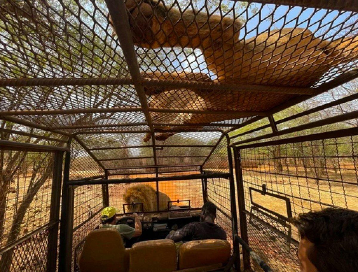 Senegal'de açık alandaki aslanları yakından görebilmek için kafese giriyorlar