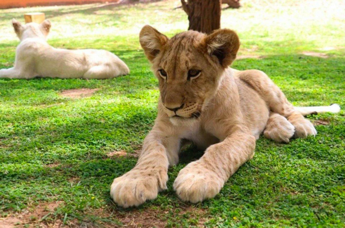 Senegal'de açık alandaki aslanları yakından görebilmek için kafese giriyorlar
