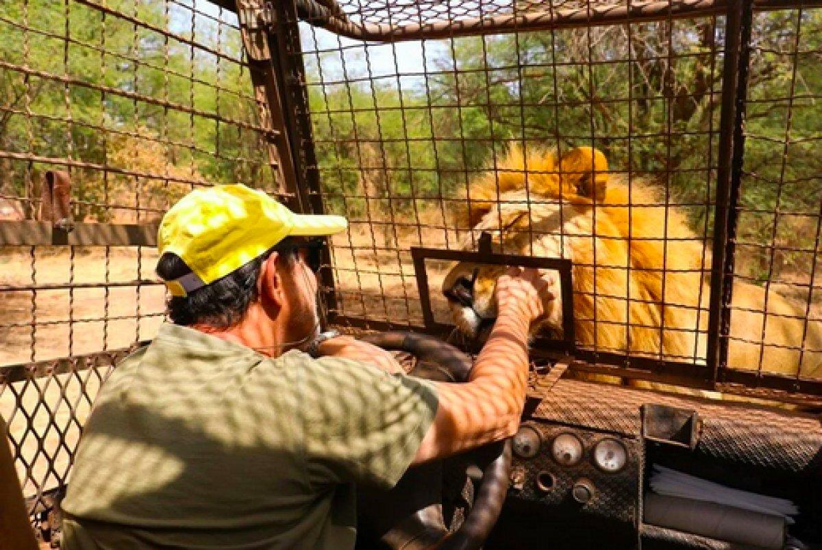 Senegal'de açık alandaki aslanları yakından görebilmek için kafese giriyorlar