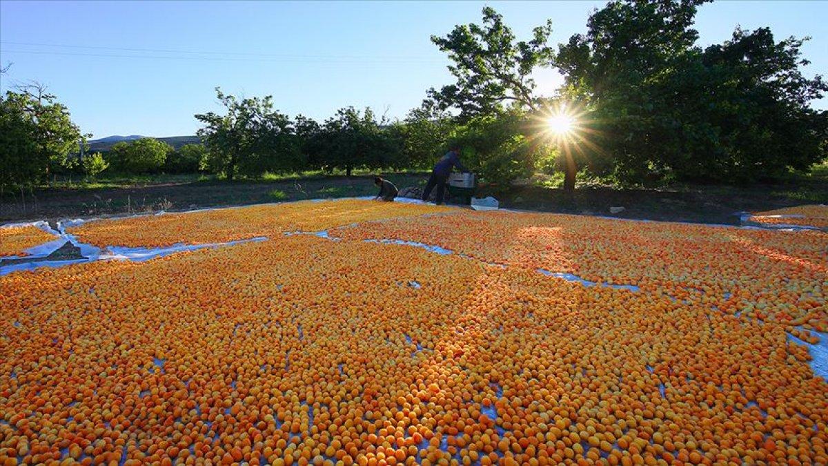 Kayısının Türkiye ekonomisindeki yeri