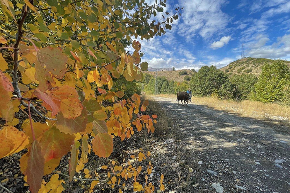 Tunceli'nin Salördek Ormanları'nda sonbahar renkleri