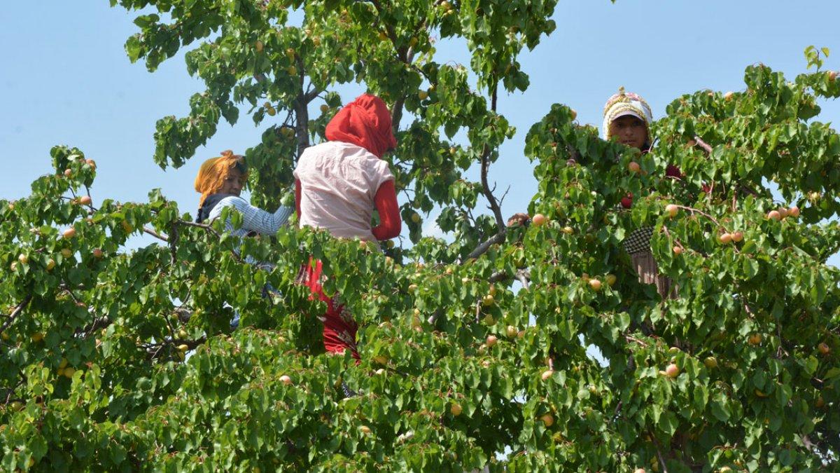 Kayısının Türkiye ekonomisindeki yeri