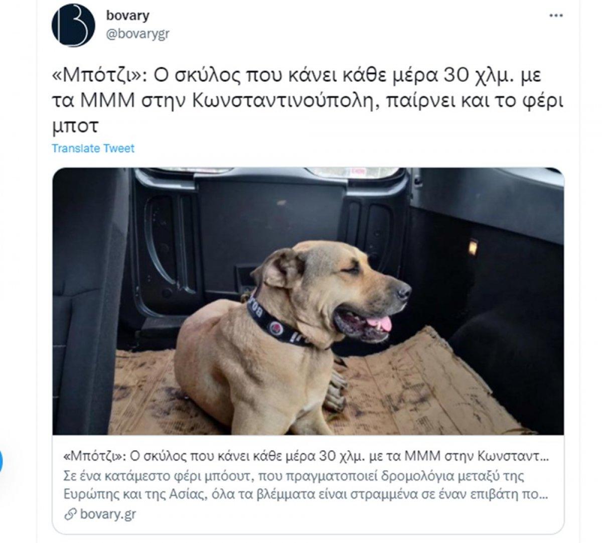 Dünya Boji'yi konuşuyor