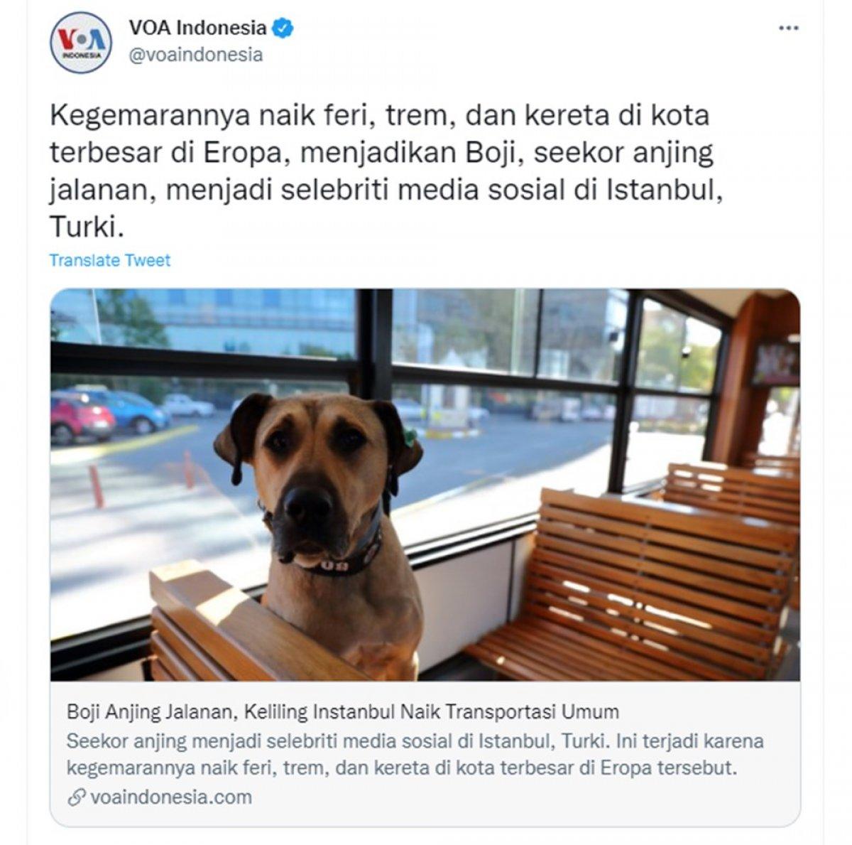 Dünya Boji'yi konuşuyor