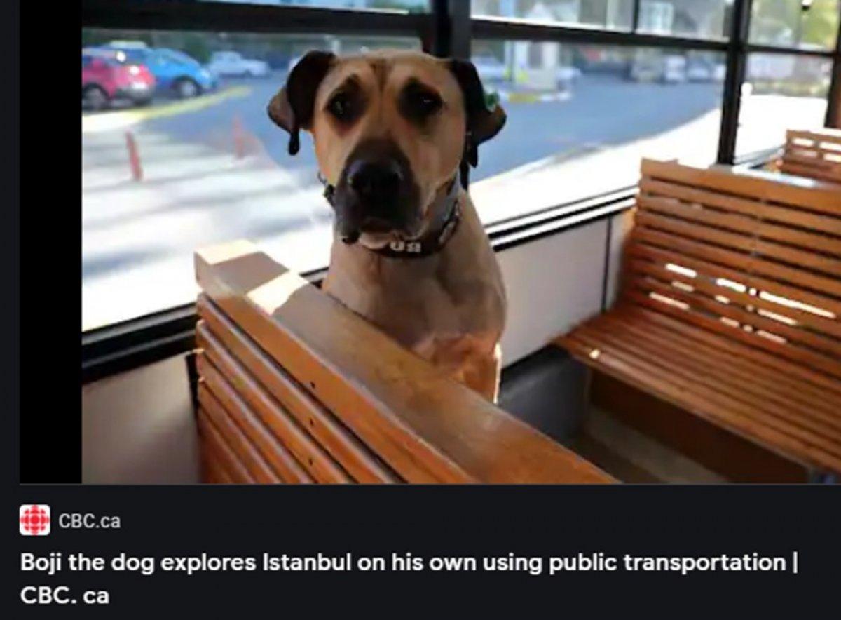 Dünya Boji'yi konuşuyor