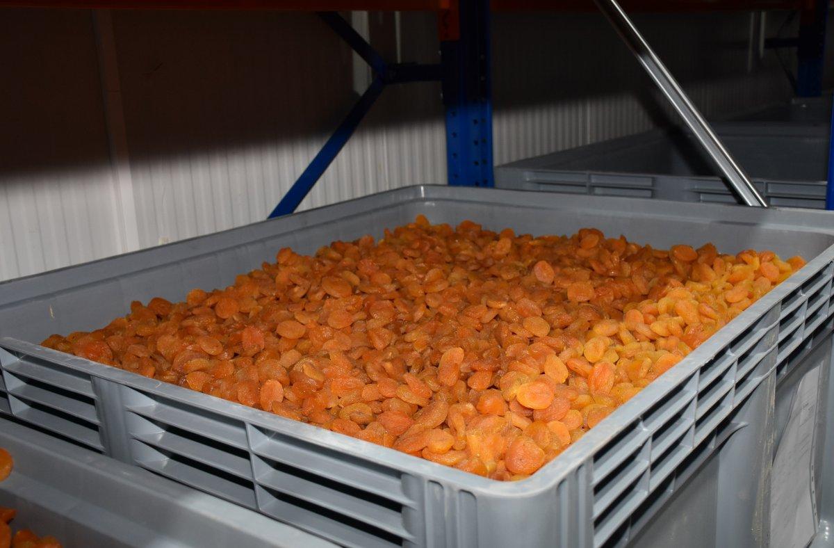 Kayısının Türkiye ekonomisindeki yeri