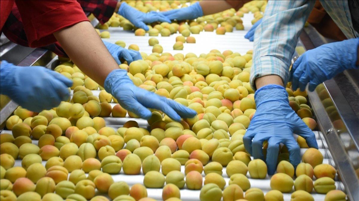 Kayısının Türkiye ekonomisindeki yeri