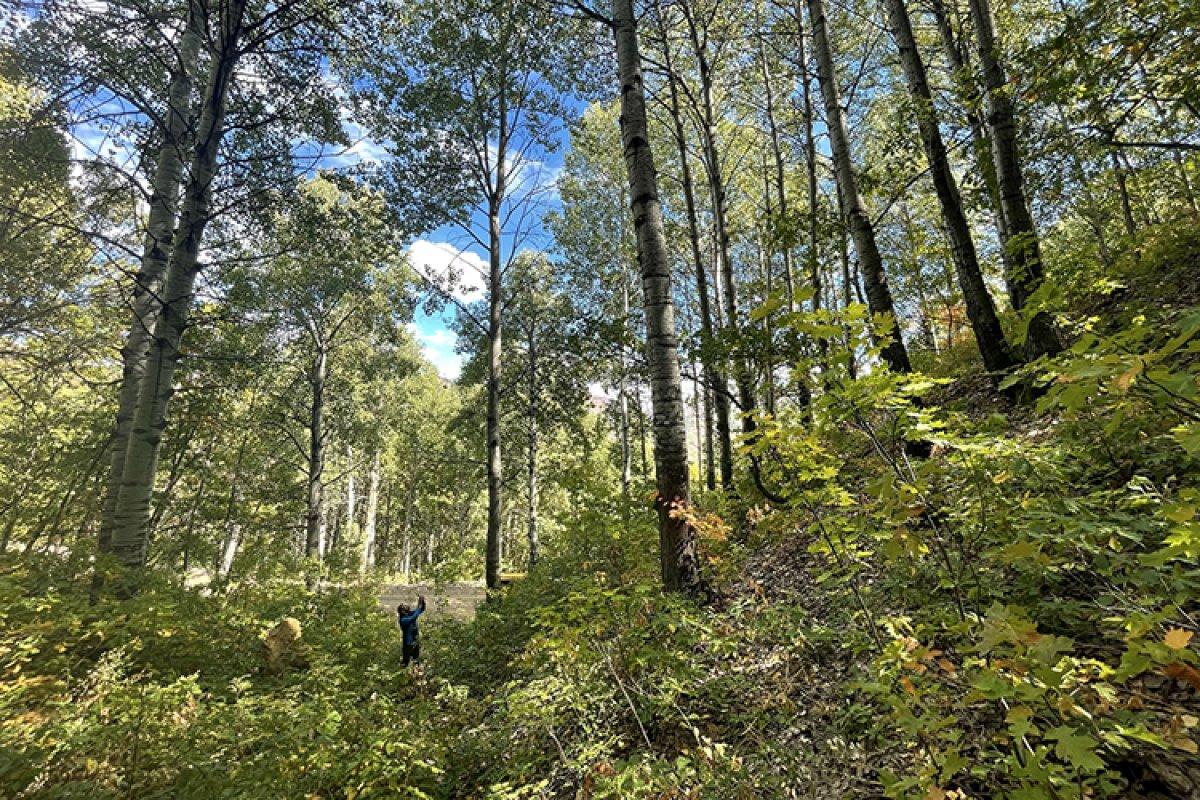 Tunceli'nin Salördek Ormanları'nda sonbahar renkleri