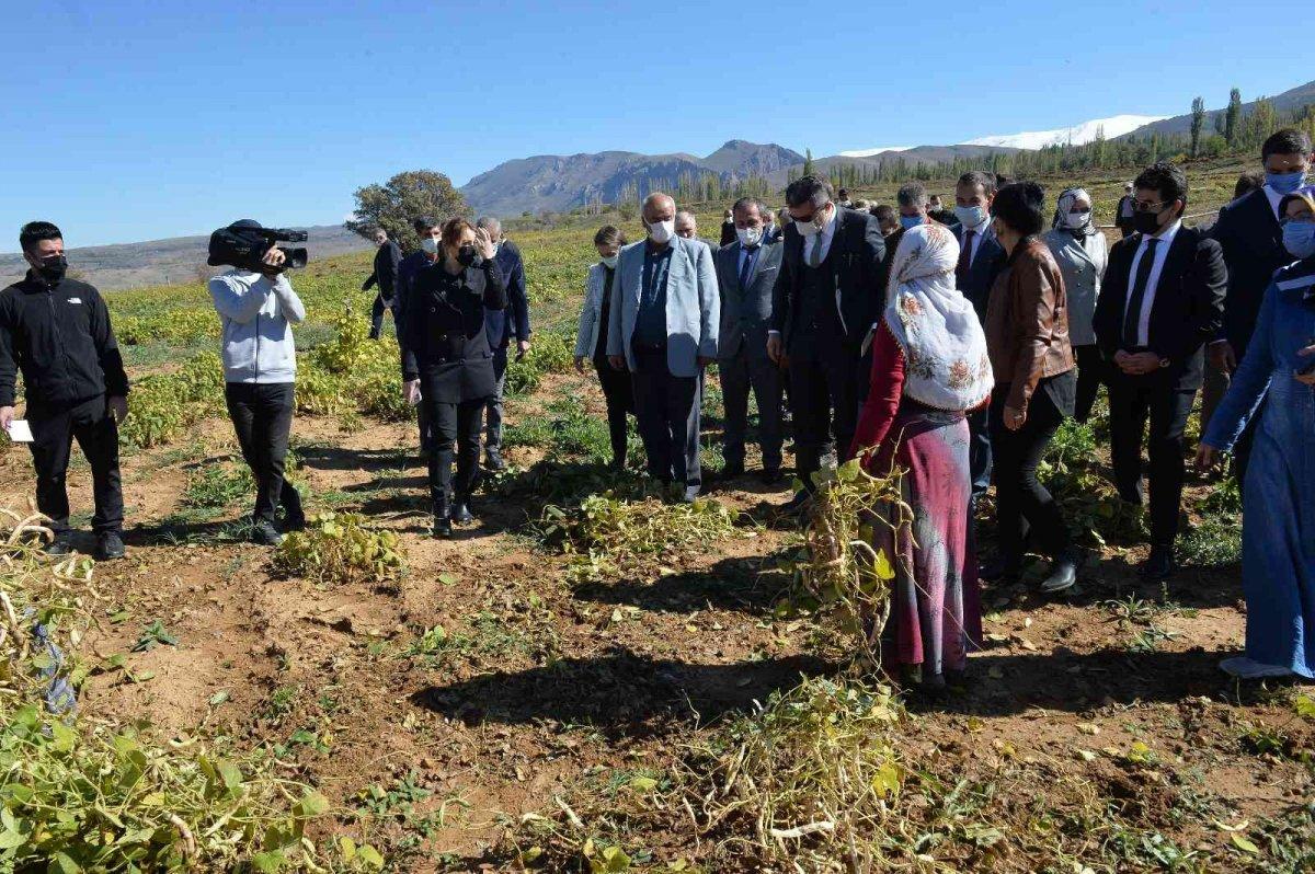 İspir fasulyesinin hasadı başladı