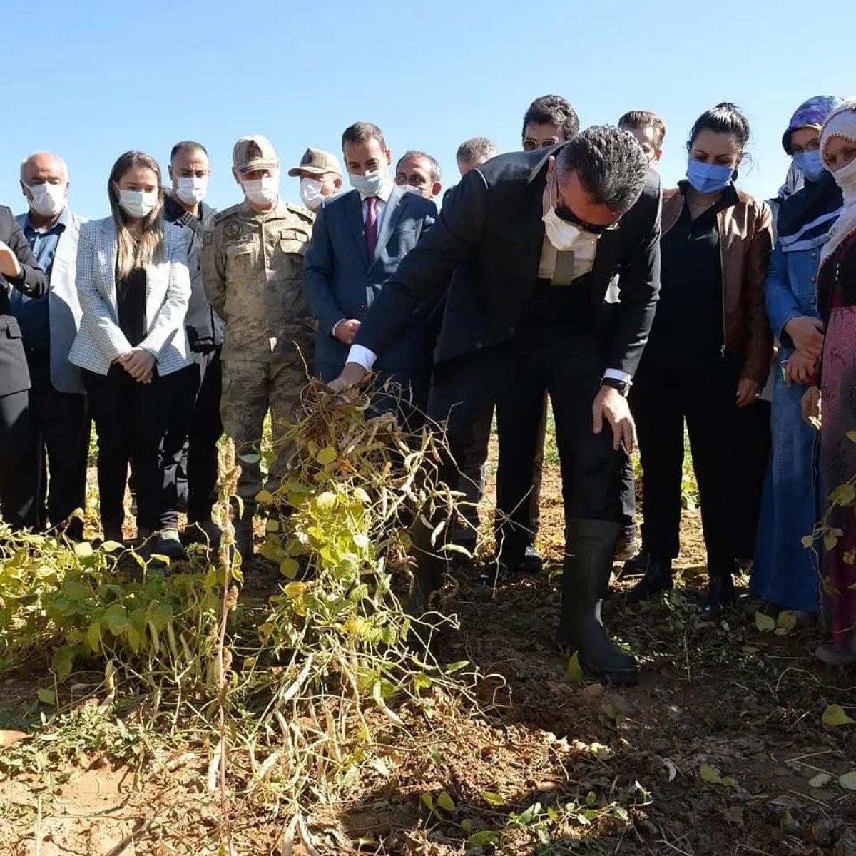 İspir fasulyesinin hasadı başladı