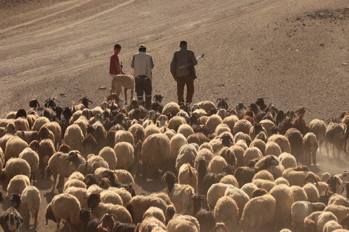 Van'da kuraklıktan etkilenen besicilerin dönüşü başladı