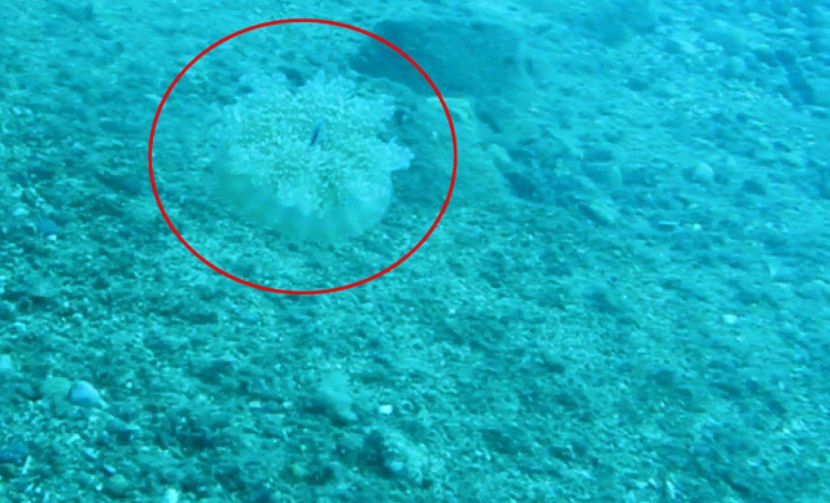 Antalya'da elektrik gibi çarpan 'denizanası' tehlikesi