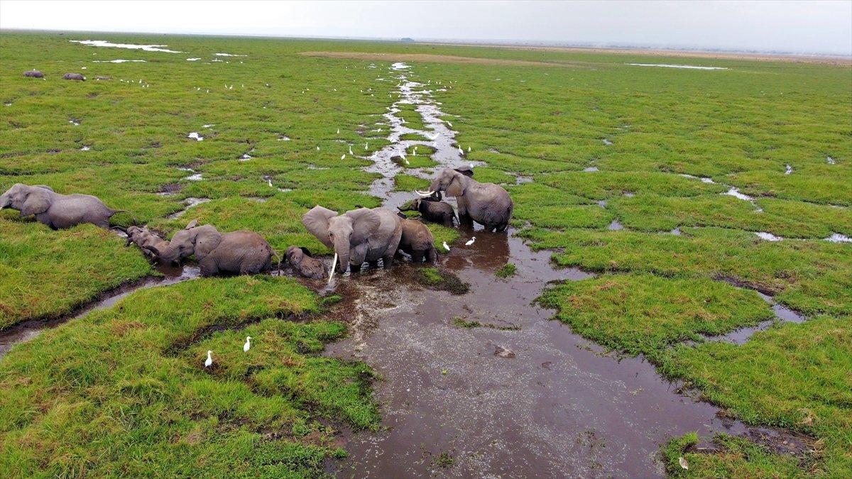 Kenya'da yavru fil sayısında büyük artış