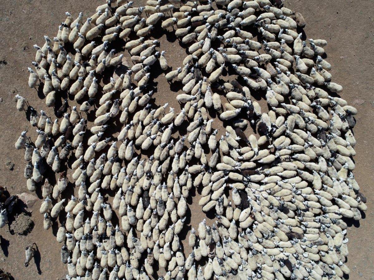 Göçerlerin Bingöl'den Şanlıurfa'ya zorlu dönüş yolculuğu