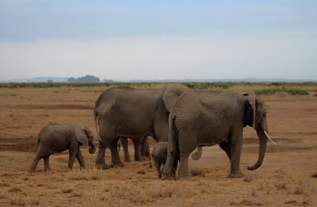 Kenya'da yavru fil sayısında büyük artış