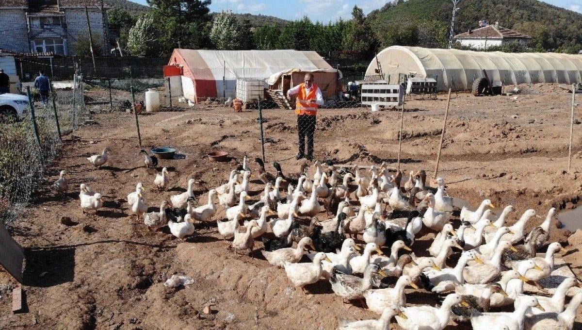 İstanbul'da tavukların verimini müzikle arttırdı