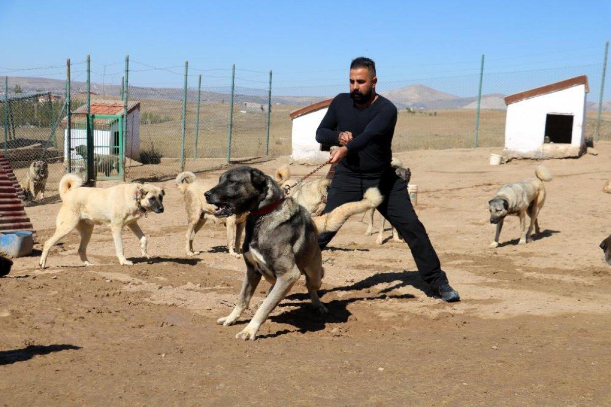 Sivas Kangalı'na yurt dışından talep yağıyor