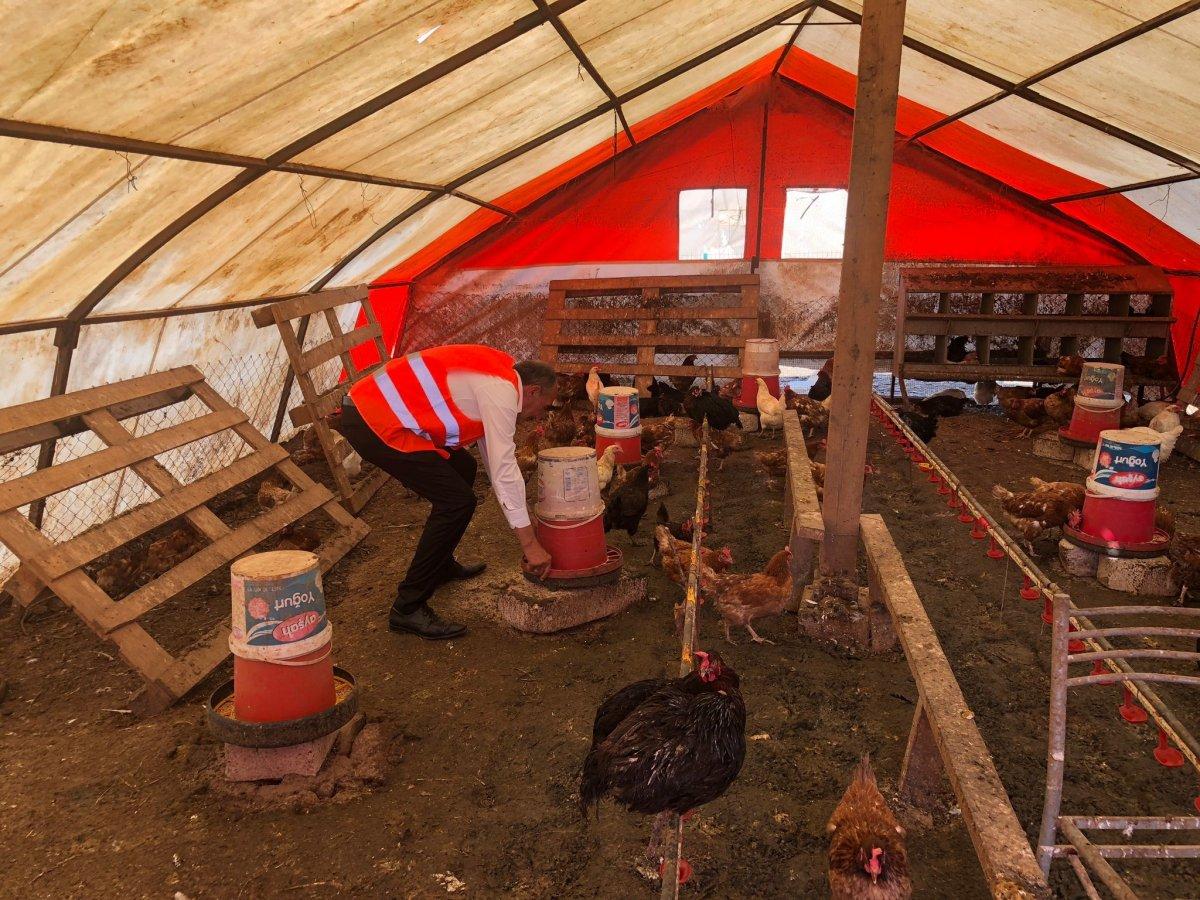 İstanbul'da tavukların verimini müzikle arttırdı