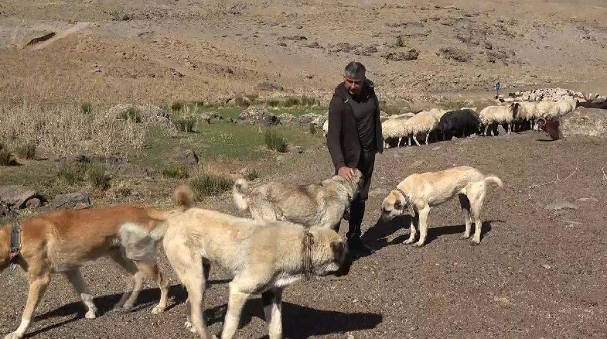 Van'da kuraklıktan etkilenen besicilerin dönüşü başladı