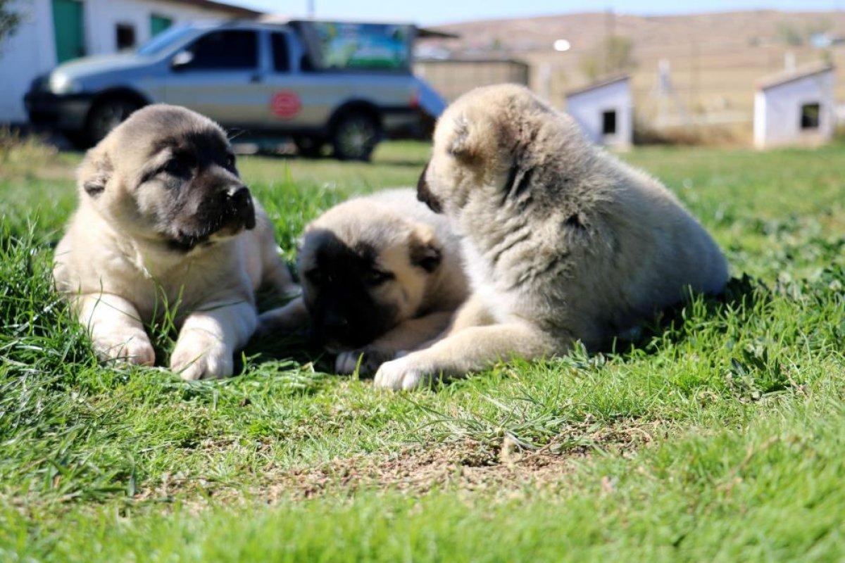Sivas Kangalı'na yurt dışından talep yağıyor