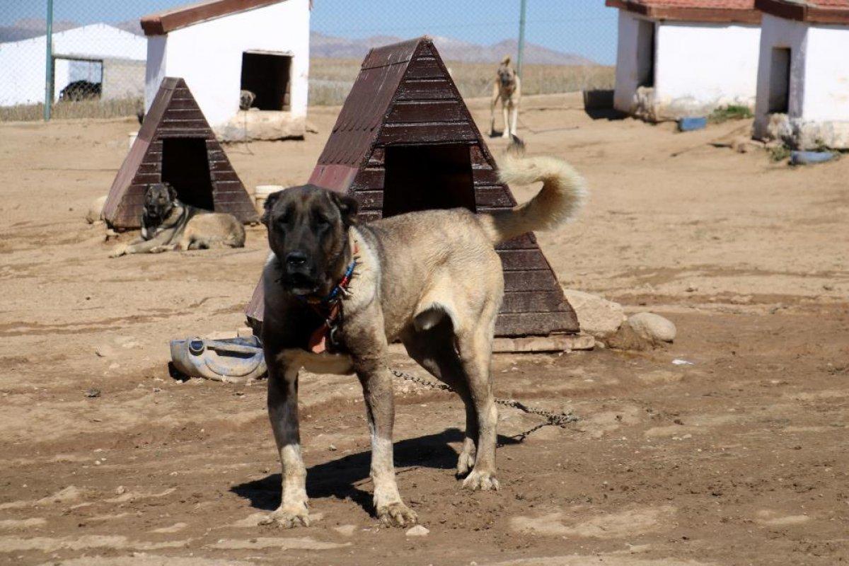 Sivas Kangalı'na yurt dışından talep yağıyor