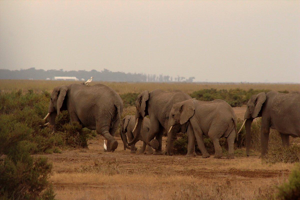 Kenya'da yavru fil sayısında büyük artış