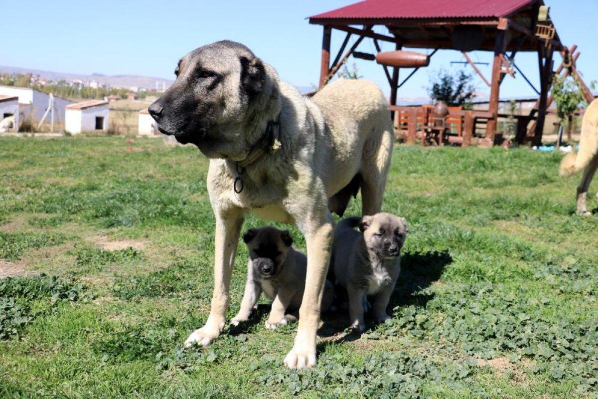 Sivas Kangalı'na yurt dışından talep yağıyor
