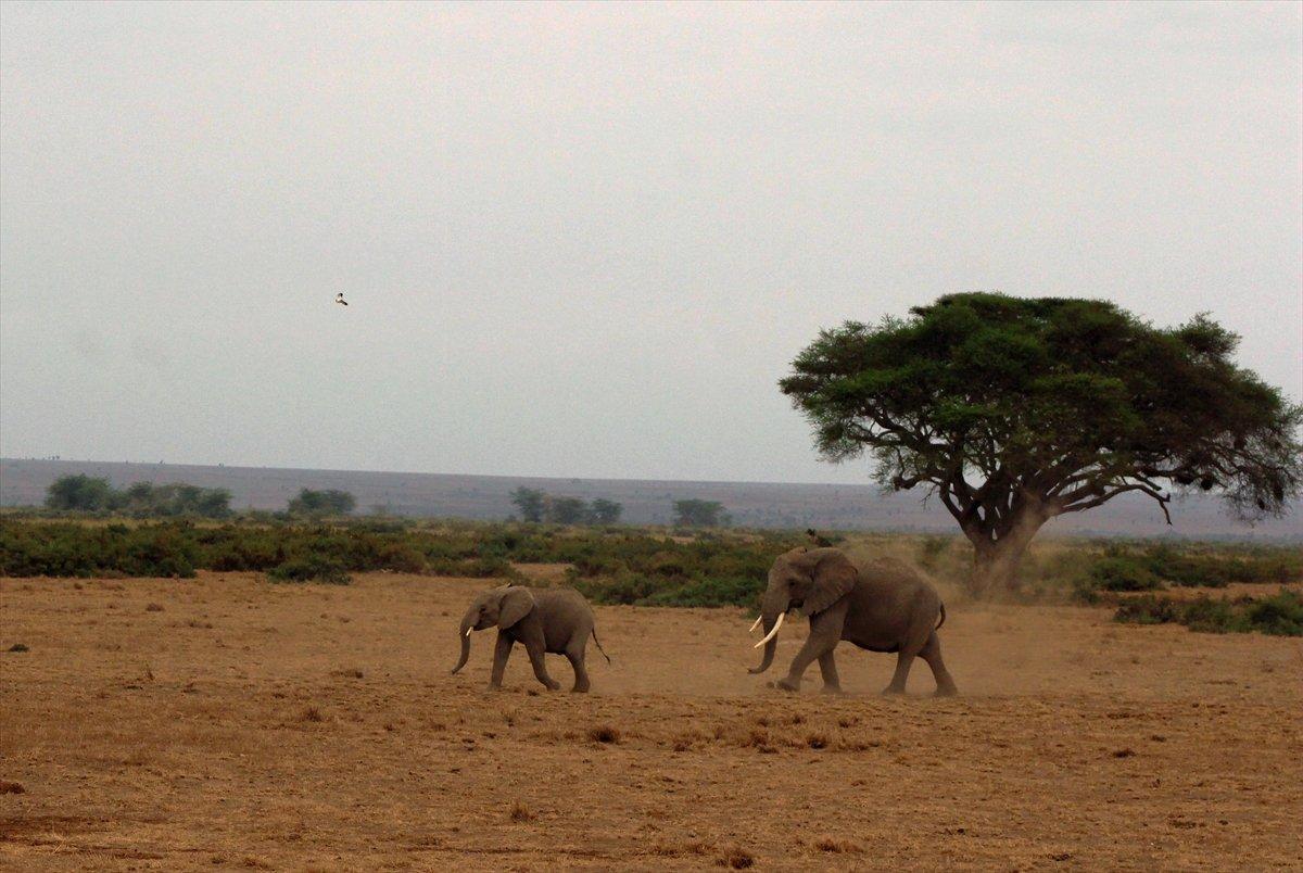 Kenya'da yavru fil sayısında büyük artış
