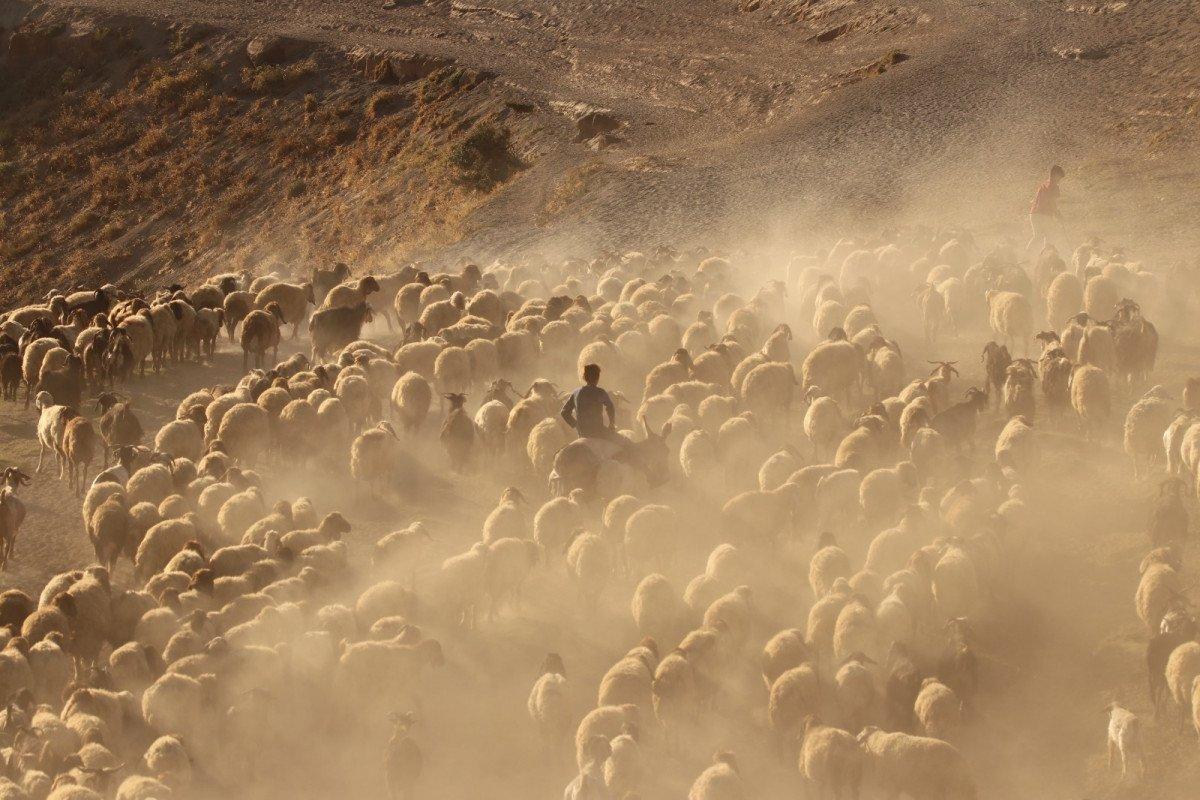 Van'da kuraklıktan etkilenen besicilerin dönüşü başladı