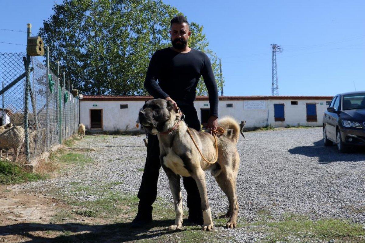 Sivas Kangalı'na yurt dışından talep yağıyor