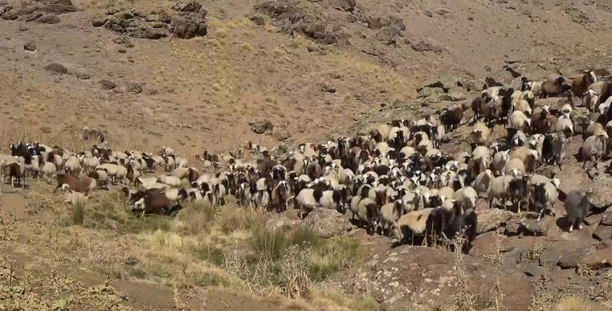 Van'da kuraklıktan etkilenen besicilerin dönüşü başladı