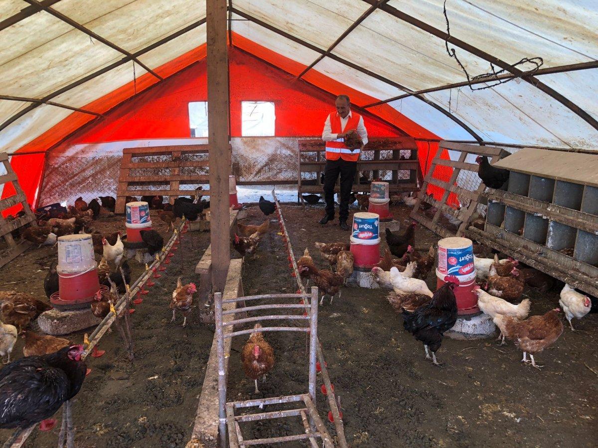 İstanbul'da tavukların verimini müzikle arttırdı