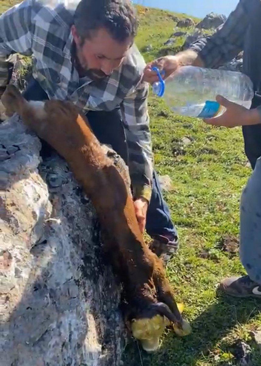 Tokat’ta nefes alamayan buzağıya, suni teneffüs yaptı