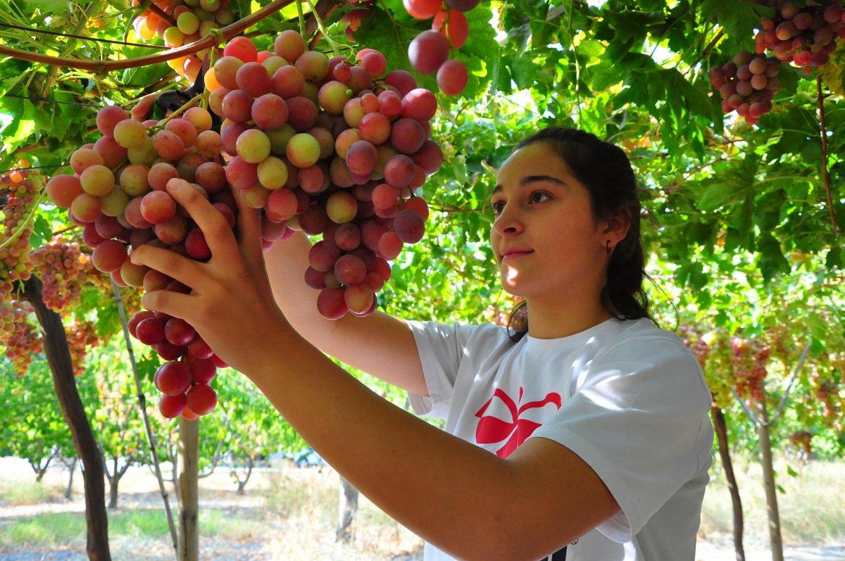 Manisalı Türkiye şampiyonu Cemile Aykoç tarlada ailesine de yardım ediyor