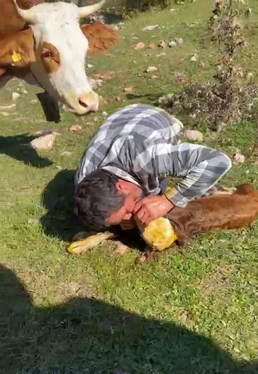 Tokat’ta nefes alamayan buzağıya, suni teneffüs yaptı