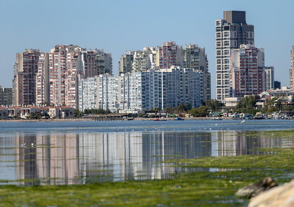 İzmir Körfezi, kirlilikten beslenen deniz marulu ile kaplandı