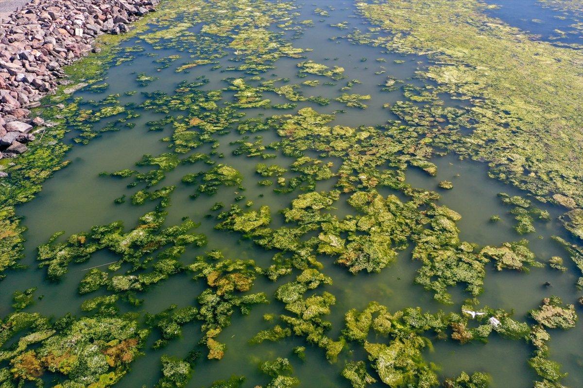 İzmir Körfezi, kirlilikten beslenen deniz marulu ile kaplandı