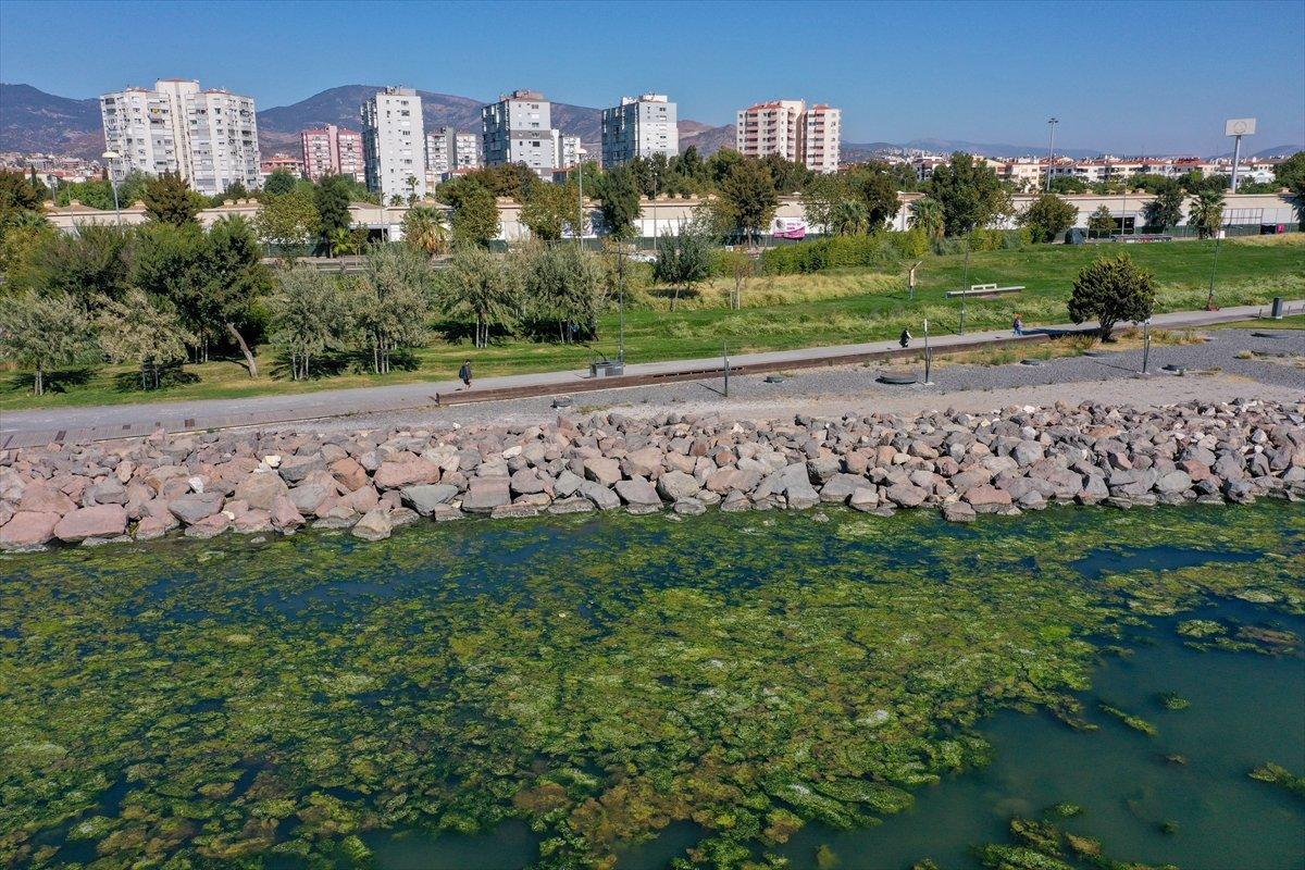 İzmir Körfezi, kirlilikten beslenen deniz marulu ile kaplandı